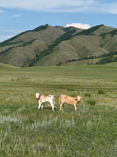 In the foreground of an expansive, green, grassy field, two calves stand. One calf is light brown and facing the camera, while the other is spotted brown and white and is standing partially behind the first calf. In the background, rolling green hills covered with scattered trees stretch towards a blue sky with sparse white clouds. The scene appears to be a rural pasture in a mountainous region, likely located in the vicinity of Сафронов, Russia, given the typical landscape of such areas.