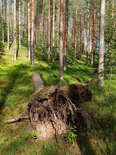 The image depicts a forest floor in Tuusniemi, Finland, dominated by a fallen pine tree with its roots exposed. The tree, uprooted and lying on its side, has a large mass of tangled roots and soil at one end, revealing the disturbed earth beneath. A section of the tree trunk, severed from the main body, rests nearby at an angle, partially embedded in the ground.
The surrounding environment is lush with green vegetation, including low-lying plants and grasses that carpet the forest floor. Sunlight filters through the dense canopy of tall pine trees, casting dappled shadows across the scene and highlighting the textures of the roots and the forest floor. The background consists of an uphill slope covered with more pine trees, their straight trunks receding into the distance, creating a sense of depth. The sky is partially visible through the branches, suggesting a clear or lightly clouded day. There are no people or animals present in the image.