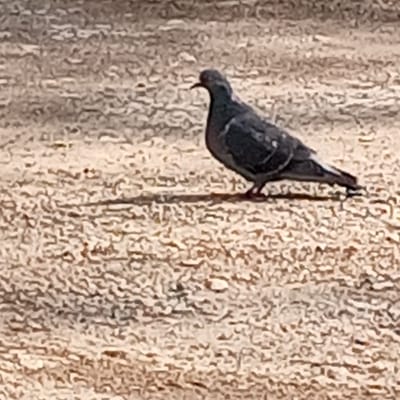 A pigeon stands on a textured, light-brown surface. The pigeon is dark gray with iridescent patches on its neck and wings, and it is facing to the left. The ground appears to be paved or made of small stones, with shadows suggesting an outdoor setting. The image is slightly blurry, but the subject and environment are clearly discernible. There is no indication of the city of Ivanaevo, Russia, in the image itself.