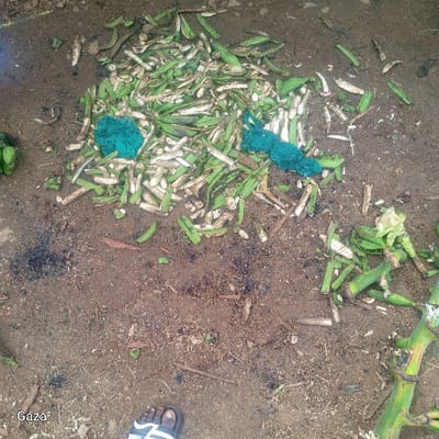 The scene, located in Bonyamaro ward, Kenya, depicts an outdoor ground area composed of dark brown, uneven soil with visible darker, possibly damp or discolored patches. A substantial, dispersed pile of organic vegetable waste is centrally positioned, consisting of numerous green outer pods and white inner peelings, consistent with shelled legumes or similar produce. Two crumpled pieces of turquoise-green fabric are intermingled within this vegetable debris. To the right, several larger fragments of light green plant stalks are visible. In the lower-left corner, a human left foot, wearing a dark sandal with white cross-straps, is partially visible resting on the soil. The text "Gaza" is superimposed on the lower-left portion of the image. No active individuals or direct actions are observed.