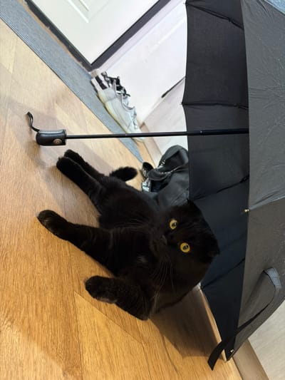A black cat is lying on a wooden floor near an open black umbrella. The cat is positioned on its back, with its paws extended. The cat has bright yellow eyes and is looking towards the camera. The umbrella is partially open and appears to be wet, suggesting it may have recently been used. Behind the cat and umbrella, a grey mat and a pair of white sneakers are visible. The scene appears to be indoors, possibly in an entryway or hallway. No specific location in the city of Tsiolkovsky, Russia can be determined from the image.