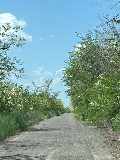 A road stretches into the distance, flanked by trees. The sky is visible on the left side of the frame, with some clouds. This is located in Novoselivka, Ukraine.