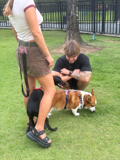 In Tha Sala, Thailand, a person wearing a white t-shirt with a maroon trim and brown denim shorts stands on a grassy area. The person's left leg is bent, and a black dog is positioned between their legs, facing left. A tan and white dog, wearing a purple harness, is to the right of the black dog, facing right and sniffing the ground. Another person wearing a black t-shirt is crouched on the grass behind the dogs, with their arms crossed. The background shows a black metal fence and a tree.
