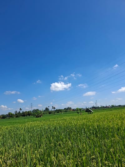 The image shows a verdant rice field in Lodtunduh, Indonesia, under a clear blue sky dotted with scattered white clouds. The field is lush and full, with rice stalks heavy with grain. In the distance, trees and structures are visible along the edge of the field. Power lines stretch across the sky.