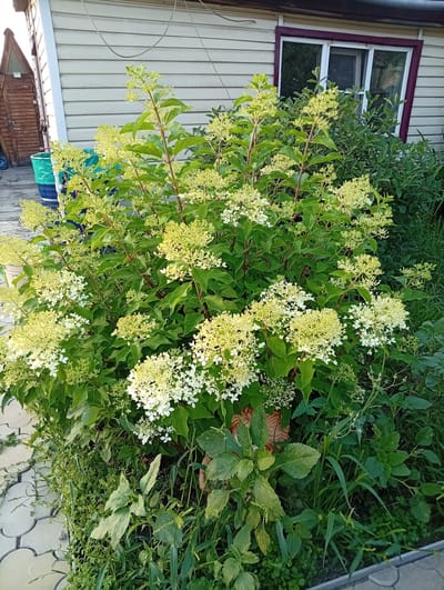 The image depicts a lush green hydrangea bush with numerous white and pale yellow flower clusters in bloom, situated in a garden setting. The bush is dense and occupies a significant portion of the frame, with its leaves and flowers reaching towards the camera. In the background, a light-colored, horizontally paneled building is visible, likely a residential structure. The building has a dark-colored roofline and a multi-paned window with a dark frame. To the left of the building, a portion of a wooden structure, possibly a shed or an outbuilding with a peaked roof, is present. The ground in front of the bush is partially paved with light-colored interlocking pavers, some of which are visible along the bottom left of the image. The rest of the ground is covered with various green plants and foliage, suggesting a natural, overgrown garden environment. No people are present in the image, and no specific actions are depicted. The lighting suggests an outdoor scene during daylight hours. The location is specified as Shelekhov, Russia.