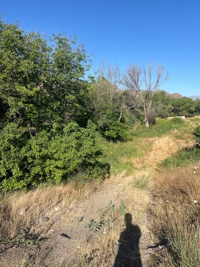 A scenic view of Malishka, Armenia, features a winding dirt path through a grassy field with scattered trees. The sky is a clear, vibrant blue. On the left, a lush green tree stands tall, its leaves abundant. To its right, a bare, skeletal tree with thin branches reaches towards the sky, a stark contrast to its verdant neighbor. In the background, rolling hills covered in trees create a gentle, undulating horizon. The path, worn by time and footsteps, leads the eye deeper into the landscape, inviting exploration. The foreground is dominated by dry, golden grasses, interspersed with a few small white wildflowers, adding touches of delicate beauty to the rustic setting. A shadow of a person, presumably the photographer, is visible on the path, hinting at the presence of human activity in this otherwise serene natural environment. The overall impression is one of peaceful solitude and the raw beauty of the Armenian countryside.