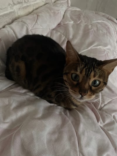 A close-up, slightly overhead shot shows a domestic shorthair cat with tabby markings, predominantly brown and black with some lighter accents, resting on a creased, pale pink blanket. The cat's large, green eyes are wide open and looking directly at the camera. Its ears are pointed forward, and its whiskers are fanned out. The blanket appears to be textured with a subtle herringbone pattern. The background is out of focus, but appears to be a brick wall. The image was taken in Kamyshlov, Russia.