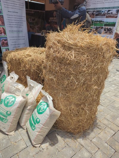 This image depicts an outdoor agricultural display in Unguwan Sanusi, Nigeria, under bright daylight. The main subjects are two large, rectangular bales of dry hay or straw, stacked centrally. To their right, several white plastic sacks are arranged, each featuring a green circular logo resembling leaves and a globe, with the word "GRASS" visible on at least one bag.

The ground is paved with grey interlocking blocks, with loose straw scattered across the surface. In the background, an individual wearing a dark blue long-sleeved shirt and a light-colored vest is partially visible on the left, leaning forward. Another person's arms are visible at the very top of the frame.

Informational posters or banners are displayed behind the hay bales. One banner showcases images of cattle and reads, "SOME INDIGENOUS AND CROSS-BRED DAIRY CATTLE BREEDS IN NAPRI." Another banner details "PROJECT COMPONENTS" such as "Strengthening national institutions" and "Enhancing of livestock value chain performance," along with "PDO-LEVEL RESULTS INDICATORS" including "Increased yields in targeted value chos" and "Decreased mortality rates." Other visible text includes "FEDERAL" and "GRACE." The scene suggests an agricultural exhibition, market, or educational event focused on livestock development, feed, and breeding.