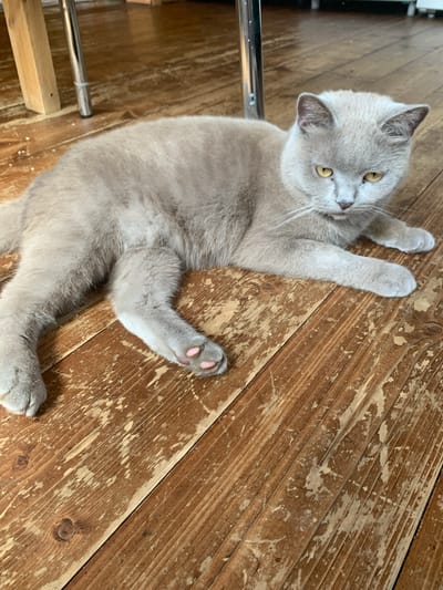A light gray British Shorthair cat with yellow eyes lies on a distressed wooden floor. The cat is in the center of the frame, facing the right. Its body is mostly visible, stretched out on its side. The floor is composed of wooden planks with a worn, textured surface, showing areas of peeling paint or varnish. In the upper left corner of the image, part of a wooden chair leg and a metal chair leg are visible. The lighting appears natural, casting subtle shadows. There are no people or any other discernible objects beyond the cat and the furniture. The scene does not provide any information to suggest a specific location within Vodoratsk, Russia.