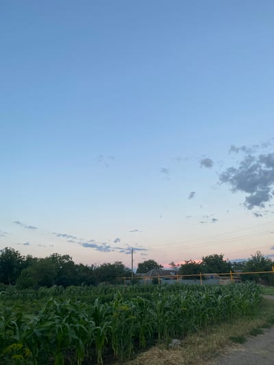 The image depicts a rural landscape at dusk in Taganrogsky, Russia. The scene is divided into two main parts: a vast, pale blue sky on the left and a lush green cornfield stretching along a dirt path on the right. The sky transitions to soft hues of pink and orange near the horizon, indicating the setting sun. Scattered clouds, some dark and others light, are visible against the fading daylight.
Along the edge of the cornfield, a yellow fence runs parallel to the path. Behind the fence, trees and some houses are faintly visible, suggesting a small settlement or village. The corn plants are tall and vibrant, with their leaves catching the soft evening light. The dirt path appears dry and dusty, bordered by dry grass on the far right.
The overall mood is serene and peaceful, characteristic of a quiet rural evening. There is no visible text in the image.