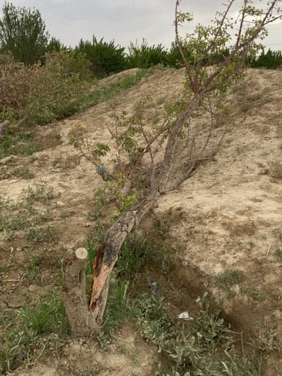 The image depicts an outdoor, rural scene characterized by dry, light brown earth and sparse vegetation under an overcast or hazy sky. The overall impression is one of a somewhat arid or neglected landscape.

In the foreground and mid-ground, the dominant subject is a severely damaged or partially fallen tree. Its main trunk lies diagonally across the frame, displaying significant bark damage and exposed, darkened wood near its base. Despite this, some upper branches show small clusters of fresh green leaves. A small blue object, possibly plastic debris, is tangled in one of its lower branches. To the immediate left of this tree, a freshly cut tree stump is visible, indicating recent pruning or felling.

The ground surrounding the trees is dry, cracked, and covered with scattered patches of thin green grass and weeds. A shallow ditch or depression runs along the right side of the main tree. The terrain gently slopes upwards into the background, where a denser growth of green trees and bushes forms a ridge against the light gray sky.

No people or specific activities are visible, and the scene conveys a quiet, possibly desolate atmosphere. The uniform sky suggests an overcast day, without direct sunlight. There is no visible text in the image. The environment aligns with typical semi-arid landscapes found in regions like Qila Saifullah, Pakistan.
