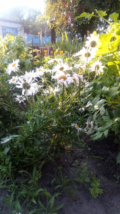 In Zhurivka, Ukraine, a sun-drenched garden blooms with white daisies. The foreground is filled with the flowers, their petals catching the golden light. Behind them, lush green foliage creates a dense backdrop, with hints of orange marigolds peeking through. A weathered wooden post stands amidst the greenery, and a chain-link fence stretches across the midground, bordering a building with a blue window. The overall scene evokes a peaceful summer day in a Ukrainian garden.