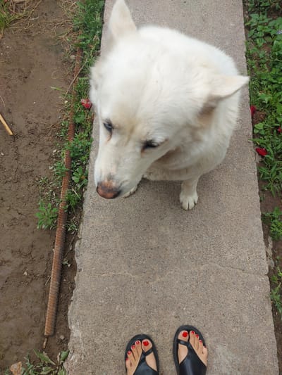 A high-angle shot shows a white dog sitting on a concrete surface. Next to the dog are two feet with red painted toenails wearing black sandals. The edges of the concrete surface are bordered by grass, soil, and what appears to be a rusty metal bar. The location appears to be outdoors. It is not possible to identify the location in Pargos, Uzbekistan from the image alone.