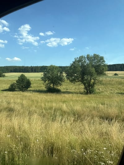 The image depicts a rural landscape under a bright blue sky with scattered white clouds. The foreground is dominated by tall, dry grass, with a few small white wildflowers visible amongst it. Moving further into the scene, there are several green trees of varying sizes. The largest tree stands prominently in the middle ground, casting a shadow. Behind the trees, there is a field that transitions from dry grass to a greener, possibly cultivated area. The background features a dark, dense forest running along the horizon. A narrow strip of sky is visible on the left, showing the vast expanse of blue and fluffy white clouds. The overall impression is of a serene, sunny day in the countryside. The orientation of the image suggests it might have been taken from a vehicle, as indicated by the dark, blurry edge on the far left, possibly a window frame. The time of day appears to be midday or early afternoon, given the bright sunlight and the shadows cast by the trees. The weather is clear and sunny. No people or specific objects are identifiable in the scene, apart from the natural elements of grass, trees, forest, and sky. There is no visible text.