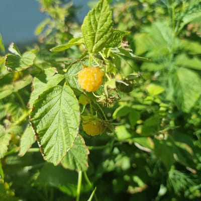 The image depicts a close-up view of a raspberry bush with ripe yellow raspberries and green leaves. The raspberries are clustered on the branches, with some appearing fully ripe and others still green. The leaves are serrated and veined, with some showing slight browning on the edges. The background is blurred, consisting of more green foliage and a hint of blue sky at the top. The lighting suggests it is a sunny day, casting shadows and highlighting the texture of the leaves and berries. No people or specific city details of Ақкемер, Kazakhstan are visible in the image.