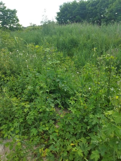 The image depicts a lush, green landscape dominated by dense vegetation. The foreground is filled with various plants, including climbing vines with palmate leaves, broad-leafed plants, and tall grasses. Several small white flowers are scattered amongst the foliage. In the background, a thick wall of tall reeds or grasses stretches across the horizon, with a line of trees visible above them.

The scene appears to be an outdoor natural environment, likely a field or meadow bordering a body of water, given the presence of reeds and the dense, wild growth. The lighting suggests it is daytime, possibly late morning or afternoon, with diffused sunlight, indicating an overcast or hazy sky. There are no people or specific man-made objects visible in the frame. The overall impression is one of untamed nature, abundant plant life, and a serene, undisturbed setting. The location context provided, Rozdil, Ukraine, adds a geographical specificity to this natural scene.