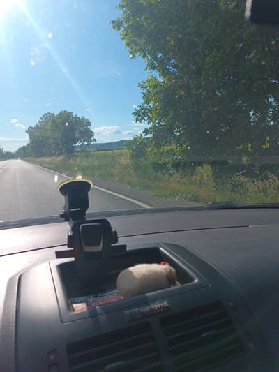 This media file captures a view from the dashboard of a car driving on a paved road. The sun is shining brightly, casting lens flares across the scene, suggesting it is daytime, likely late morning or early afternoon. The weather appears clear with a bright blue sky dotted with a few white clouds.
The foreground shows the car's dashboard, with a black car mount prominently positioned in the center. Inside a recessed area of the dashboard, a small, fluffy toy, possibly a hamster or a cotton ball, is visible. Below this toy, text on a card reads "DEGA Картоб" and "MONSTER ENERGY". The dashboard itself is dark gray and textured.
The road stretches ahead, curving slightly to the left. To the right of the road, tall green grass and various plants line the roadside, with a treeline and a yellow field in the distance. A large, leafy tree is also visible on the left side of the road. The overall impression is of a journey through a rural, possibly agricultural, landscape. The image seems to be taken in Venets, Bulgaria, based on the provided location context. No people are visible in the frame. The mood is peaceful and suggests a leisurely drive.