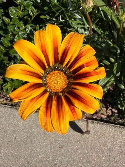 A vibrant gazania flower blooms prominently. Its petals, predominantly yellow, boast striking dark orange stripes extending from the center. The flower's center is a dense, textured cluster of golden yellow. Lush green foliage surrounds the blossom on the left. To the right is a section of gray concrete. The flower appears to be in full sunlight, casting a small shadow onto the pavement.