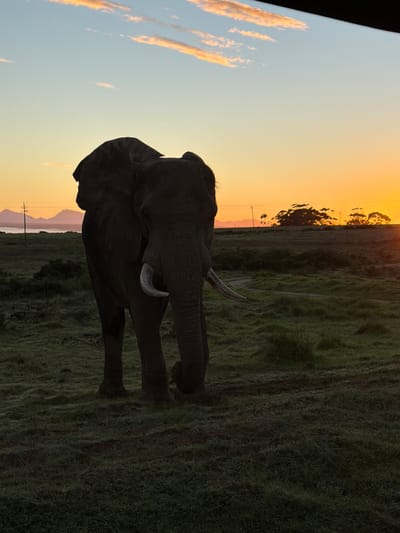 A sideways shot shows an elephant in George, South Africa, at dusk. The elephant is on the right, silhouetted against a gradient sky, and is in a grassy field with trees and power lines visible in the background.