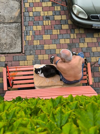 A high-angle, eye-level shot shows an overhead view of a person and a cat sitting on a pink wooden bench. The person, appearing to be an older male with a bald head and fair skin, is shirtless and wearing blue patterned shorts. He is seated on the right side of the bench, facing away from the camera, with his left arm resting on the back of the bench. Beside him, on the left side of the bench, a black and white cat is lying down, its head resting on a tan-colored cloth spread over the bench. A red broom and a black brush are leaning against the left side of the bench. The bench is situated on a patterned brick pathway, composed of red, yellow, and gray rectangular bricks. To the left of the bench, a concrete surface is visible. In the background, the front portion of a silver car is parked on the brick pathway, with its headlight and license plate visible. The lower portion of the image features a dense growth of vibrant green leaves. The scene is outdoors, possibly in a residential area or public space, with the setting suggesting a warm day. The location is identified as Береговой сельский совет, Ukraine.