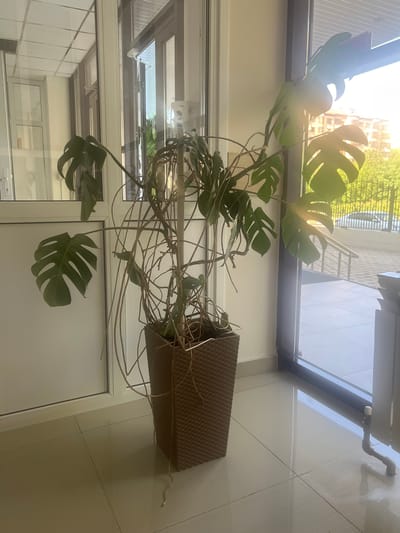 The image shows a large, mature Monstera plant in a brown woven pot, positioned indoors near a large window. The plant has numerous large, split leaves, and long, trailing vines that extend out from the pot. Some of the vines are bare, while others have smaller leaves attached. The pot is sitting on a light-colored tiled floor. The window behind the plant offers a view of an urban environment with buildings and greenery. Sunlight is streaming in through the window, creating bright highlights and casting shadows. The light suggests it is daytime, possibly late morning or afternoon, given the intensity and angle of the sun. The overall impression is of a well-established indoor plant in a modern setting. There is no visible text in the image.