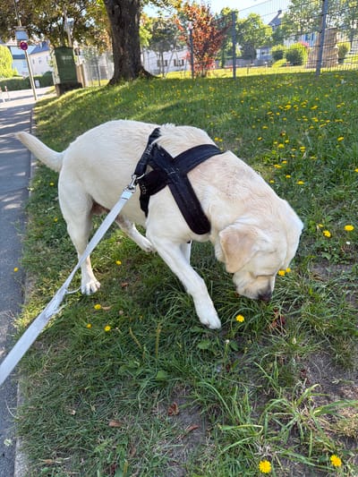 A light-colored dog, likely a Labrador, is seen from a top-down perspective, lying in the grass next to a paved path. The dog is wearing a black harness and a light-colored leash. It is sniffing at some yellow wildflowers in the grass. The scene appears to be outdoors in a grassy area with scattered dandelions. In the background, there is a fence, trees, and buildings. The sun is casting shadows, suggesting it is daytime. The overall mood appears to be peaceful, with the dog enjoying its surroundings. There is a sign with "20" on a green recycling bin in the background.