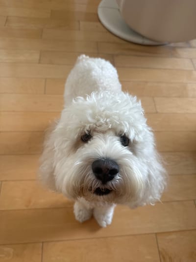 An indoor scene features a white, curly-coated dog standing on a light brown wooden plank floor. The dog is positioned centrally, facing directly towards the camera with its head tilted upwards. It has dark eyes and a black nose. Its mouth is slightly ajar, exposing dark gums and minimal teeth. The dog's fur is uniformly white and dense. In the upper right background, a partial view of a light-colored, circular base from an unidentified object is visible. The environment is consistent with a residential interior. The specified location is the city of McAllen, United States of America; however, the image contains no visual elements to confirm this geographical detail. No human subjects are present in the frame. The dog's action is stationary observation.