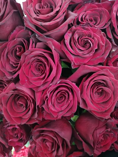 A close-up, overhead shot displays a dense arrangement of deep red roses. The petals are velvety and tightly furled in the center of each bloom, with some edges slightly unfurled, revealing darker, almost black tones. The lighting is soft, casting subtle shadows that accentuate the texture and depth of the rose petals. The background is a dark, out-of-focus blur, which serves to highlight the roses as the sole subject. There is no indication of the city of Kalach, Russia, or any specific location within it, in this image.