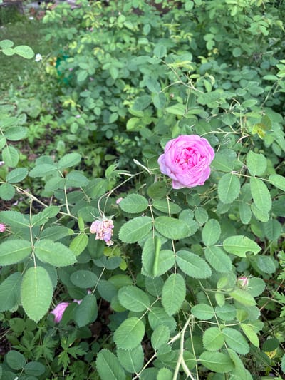 A close-up shot captures a cluster of lush green rose bushes with several pink roses and buds in various stages of bloom. A single, fully open rose, a vibrant pink, is prominently featured in the upper right quadrant of the image, its petals tightly layered. To its left, a wilting rose in a pale pink hue droops on its stem. The leaves are a rich green, some showing minor damage from insects. The background is a dense foliage of the rose bushes and other greenery, suggesting an outdoor garden setting. The image appears to be taken in Dubrovino, Russia.