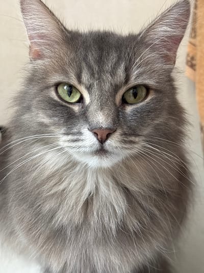 A close-up, portrait-oriented, high-angle photograph shows a domestic cat with gray fur and green eyes. The cat's head is tilted, and it is looking directly at the camera. Its fur is long and appears soft, with lighter gray and white highlights. Prominent white whiskers extend from its muzzle. The cat's nose is a pinkish-brown color. The background is softly blurred and appears to be indoors, with a light-colored surface below and a textured, beige-colored object above. There are no visible people, text, or indications of time of day or weather. The overall impression is one of a calm and curious feline subject.