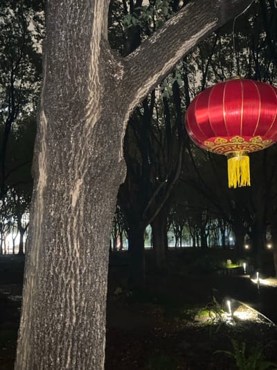 The image displays a nighttime scene in Yanqiao, China, set within a park or wooded area. A large tree trunk, appearing wet and glistening with textured bark, dominates the left foreground. In the upper right quadrant, a spherical red Chinese lantern, adorned with gold patterns and yellow tassels, hangs. The background features a dense, dark canopy of trees, with faint artificial lights visible through and beyond them, suggesting a distant road or structure. On the right side of the mid-to-background, several small, vertical ground lights illuminate a section of the path or ground foliage. No individuals, actions, or interactions are visible.