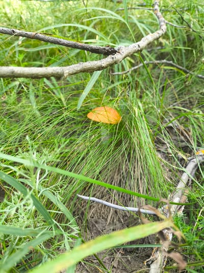 A single, bright orange mushroom cap is visible nestled amongst tall green grass and fallen branches. The mushroom's cap is circular and appears smooth. The surrounding environment is lush with vegetation, indicating a natural outdoor setting. Several dry, gray branches lie on the ground and weave through the grass, one prominent branch running horizontally across the upper portion of the frame. The soil is dark and appears damp. The scene suggests a forest floor or a wooded area in Январцев ауылдық округі, Kazakhstan.
