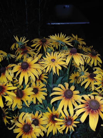 The image shows a close-up of a cluster of yellow coneflower blossoms, also known as Rudbeckia, at night. The flowers have dark, almost black centers and yellow petals that transition to a reddish-brown towards the base. Some of the petals are slightly curled. The background is predominantly black, suggesting a dark setting, possibly a garden or wild area after sunset. On the left side of the image, a portion of a light-colored object, possibly a fence post or a building facade, is visible, illuminated by an unseen light source. The focus is on the flowers, with some of them appearing sharp and others slightly blurred, creating a sense of depth. The overall impression is one of natural beauty illuminated in darkness. The location is specified as Ертіс ауылдық округі, Kazakhstan.