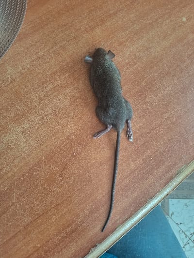 A dead mouse lies on a wooden table. The rodent is small, with dark gray fur and a long, thin tail. Its legs are extended, and it appears lifeless. The surface beneath is a light brown, possibly varnished wood. A small metal trap is near the head. The scene is simple and stark, focusing solely on the deceased creature and its immediate surroundings.