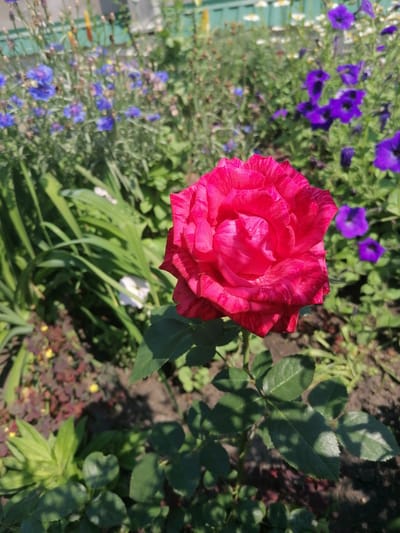 In the city of Mylnikovo, Russia, a vibrant pink rose, striped with lighter pink, is in full bloom in a garden. The rose, positioned in the foreground and slightly off-center to the right, is the primary subject. Its petals are layered and appear to be slightly dewy, with subtle light and shadow playing across their surface. The rose stem and several green leaves are visible beneath it, casting soft shadows on the soil.
The background of the image is a lush garden filled with various flowers and foliage. To the left of the rose, a cluster of small blue flowers, possibly cornflowers, are in bloom, interspersed with green leaves. Further back, to the right, are several deep purple petunias. The overall impression is a sunny day in a well-maintained garden, with the focus being the striking pink rose. The lighting suggests it is daytime, likely late morning or early afternoon, given the intensity of the sunlight and the clear shadows. No people are present in the image.
