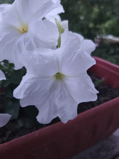 A close-up, outdoor, eye-level shot captures two white petunia flowers in a red plastic planter filled with dark soil. The flower in the foreground is fully open, its petals slightly ruffled and curved, revealing a pale yellow center. Another white petunia is visible behind it, to the left, also open and facing left. The background is blurred, showing green foliage and bokeh lights, suggesting an evening setting in a city environment. The scene appears to be a domestic setting in the city of Moskovskiy, Russia.