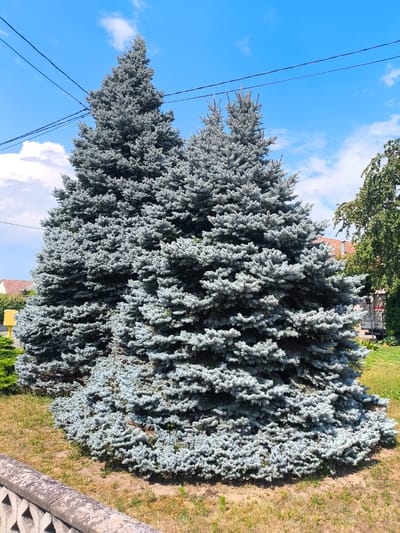 The image shows two large Colorado blue spruce trees in the city of Ittenheim, France. The trees are full of dense, blue-green needles and are surrounded by dry grass and a concrete retaining wall in the foreground. In the background, there are houses with red-tiled roofs, power lines stretching across the bright blue sky with scattered white clouds, and a tall, leafy green tree. A yellow utility box is visible to the left of the spruce trees, and a white truck is partially visible to the right. The scene depicts a residential outdoor setting on a clear, sunny day.