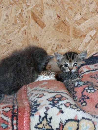 A close-up, vertical shot shows a young tabby kitten peeking out from behind a fluffy dark grey kitten. The tabby kitten has large ears and is looking directly at the camera with wide, light green eyes. A small red mark is visible on its right cheek. The kittens are nestled on a folded rug with a pattern of red, white, and black geometric shapes. The background is a textured, light brown wooden surface, likely oriented strand board (OSB). The overall scene suggests an indoor, possibly rustic, environment. There is no indication of the city of Novoseletsk, Russia in the image itself.
