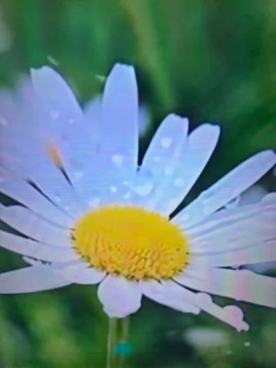 The image is a close-up, macro shot of a daisy with water droplets on its white petals. The daisy's center is a vibrant yellow. The background is a soft, out-of-focus green, suggesting a natural outdoor environment. There is no indication of the city of Çiğli, Turkey.