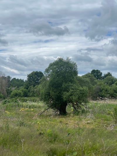 A natural landscape scene in the Далёкаўскі сельскі Савет, Belarus, features a large, bushy tree with sprawling branches in the foreground, surrounded by tall, dry grasses and some yellow wildflowers. The background is a dense line of various green trees and vegetation under a cloudy sky with streaks of blue.