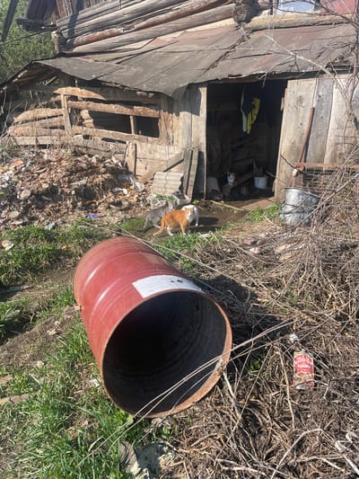 A dilapidated wooden structure stands adjacent to an overturned, rust-colored metal barrel in what appears to be an overgrown, neglected area. The structure has exposed wooden beams and deteriorated cladding. Litter and debris are scattered across the foreground. Two cats are visible; one is in front of the wooden structure and the other is inside of the structure, near a pail. The surrounding environment is a mix of grass, dead vegetation, and dirt. The location is believed to be in Поедуги, Russia.