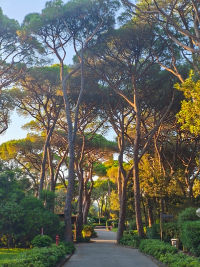 The image depicts a pathway lined with lush greenery and tall pine trees in Castiglione della Pescaia, Italy. The sun is low in the sky, casting a warm, golden light that illuminates the scene. The pathway is paved and curves to the right, disappearing into the distance. On either side of the path, dense bushes and manicured hedges create a verdant border.
In the foreground, to the left, a red fire hydrant is visible amongst the bushes. Further along the path, a dark signpost with Italian text, possibly indicating directions or a location name, stands amidst the foliage. Several lampposts are also scattered along the pathway. The pine trees, with their distinctive umbrella-shaped canopies, dominate the upper portion of the image, their branches reaching towards the clear blue sky. The overall impression is one of a serene and well-maintained park or garden area, bathed in the soft light of late afternoon or early morning. There are no people or animals visible in the image.