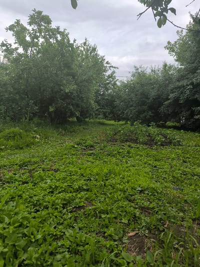 The image depicts an overcast day in a garden setting, likely in Uzunovo, Russia. The foreground is filled with lush green ground cover, including various types of low-lying plants and some taller grasses. This dense vegetation suggests a natural or slightly unkempt garden area.
In the middle ground, there appears to be a cultivated patch with small plants, possibly vegetables like potatoes, growing in rows. Beyond this, a dense line of mature trees forms a natural boundary or hedgerow. These trees are full of green leaves, indicating a warm season, likely summer or late spring. The branches of some trees extend into the frame from the top, with leaves and a hint of a branch visible against the sky.
The sky is heavily clouded, contributing to the subdued lighting and a sense of a potentially damp or cool day. There are no people or distinct objects visible in the scene, focusing entirely on the natural elements of the garden. The overall impression is one of a peaceful, rural, and somewhat wild garden environment. The time of day is unclear due to the overcast conditions, but the greenery suggests daytime. There is no visible text in the image.