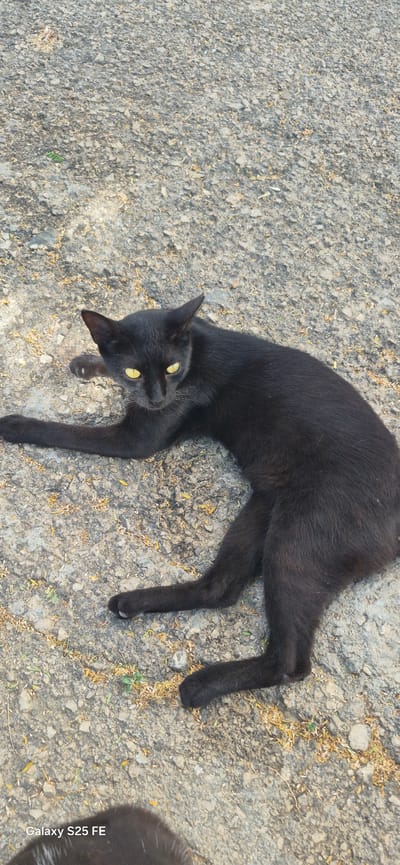 A black cat with yellow eyes is lying on a gravel surface. The cat is facing the camera and its body is curved. Its front left paw is extended forward, and its front right paw is tucked under its body. The cat's tail is not visible. The ground is covered in small grey and white stones, with a few dry yellow leaves scattered throughout. The lighting suggests it is daytime, with shadows present. The overall scene is outdoors. The image also contains a watermark in the bottom left corner that reads "Galaxy S25 FE".