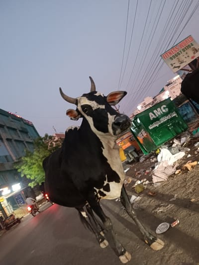 A black and white cow, primarily black with white markings on its face, head, neck, belly, and legs, stands prominently in the foreground on the unpaved shoulder of a street in Anantapur, India. The cow has two short, curved horns and appears to be looking towards the camera. The setting is an urban environment at dusk or early evening, characterized by low natural light and visible artificial illumination from buildings and streetlights.

To the right of the cow, a green municipal waste bin marked with "AMC" (Anantapur Municipal Corporation) and Telugu script is visible, surrounded by a considerable accumulation of litter including plastic, paper, and various discarded items. Above the bin, a sign reading "FITNESS WORLD" with the phone number "99667 01704" is mounted on a pole. Numerous overhead power lines traverse the upper right portion of the frame.

To the left of the cow, a paved road stretches into the background. A person on a motorcycle, identifiable by its illuminated red tail light, is moving away from the viewer. Further back, buildings with illuminated windows and signage, along with some trees, are visible. The ground immediately surrounding the cow and near the waste bin is covered in refuse.