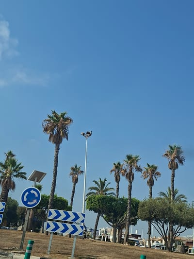 The image depicts a roadside scene under a clear blue sky in Urbanización La Cenia II, Spain. Several tall palm trees, some with dried fronds, dominate the landscape. A tall light pole with multiple lamps stands in the middle ground. In the foreground, traffic signs are visible: a circular sign with three white arrows indicating a roundabout, and two rectangular signs with horizontal blue and white chevron patterns, suggesting direction. Other vegetation, including lush green trees and bushes, is present. In the background, buildings and a sign that reads "RESTAURANTE" are partially visible. The ground is covered with dry grass and dirt. There are no people or vehicles clearly depicted in the scene.