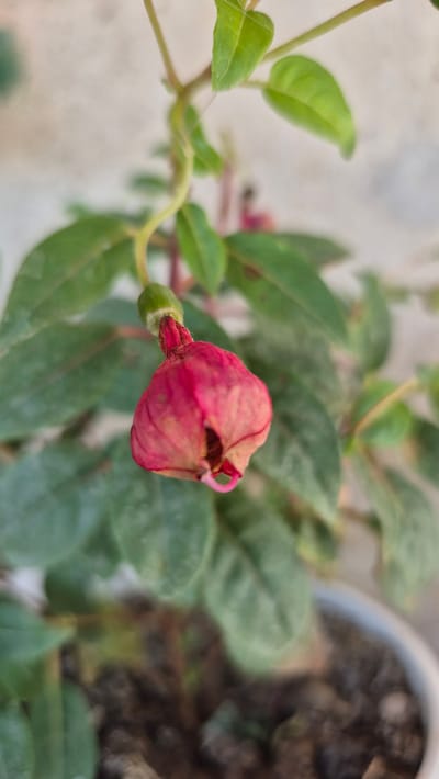 A close-up, vertically oriented photograph captures a single, unopened pink flower bud against a softly blurred background of green leaves and a light-colored wall. The flower bud, which is the primary subject, hangs downwards from a slender stem. It is predominantly pink with hints of red and appears to be textured, with some petals slightly unfurling at the opening. A small, green sepals-like structure is visible at the top of the bud. The surrounding leaves are a deep green and appear somewhat dusty. The background wall is a neutral, light tone, out of focus, and suggests an outdoor or semi-outdoor setting. The pot containing the plant and soil is visible at the bottom of the frame, also out of focus, indicating the plant is potted. There are no people or any other discernible objects or actions in the scene. The image does not provide any information or context about the city of Butovo, Bulgaria.