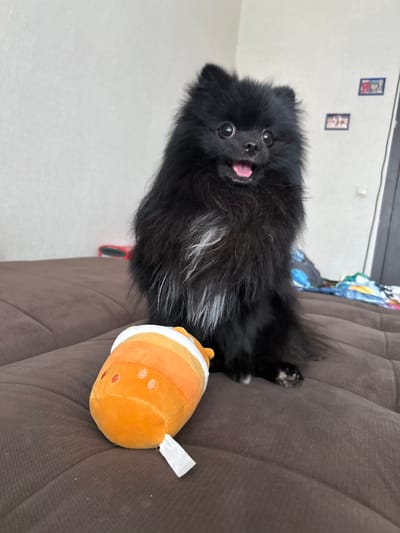 A black Pomeranian dog is sitting on a brown couch in a room. The dog has a fluffy coat and its tongue is sticking out. Next to the dog is an orange plush toy that resembles a clownfish. The dog's tail is extended towards the right side of the image, and its paws are visible on the couch. In the background, there are two framed pictures on a white wall. The scene appears to be indoors, likely in a home. The lighting suggests it could be daytime.