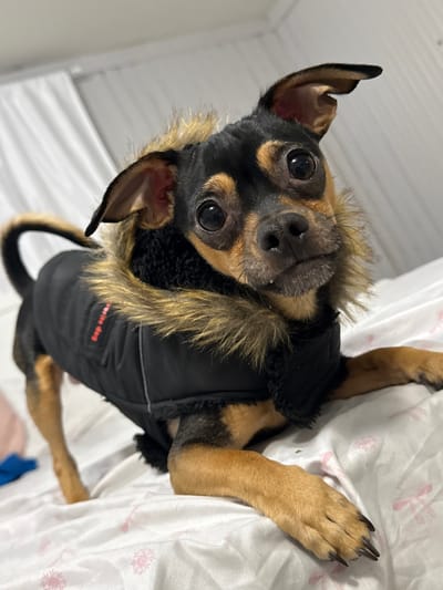 A black and tan chihuahua mix in a black parka with faux fur trim lies on a white bed with a patterned sheet. The dog is looking upward at the camera with big, expressive eyes. The coat is labeled "favorite dog." One ear is floppy, and the other stands erect. Its black claws are visible on its tan paws.