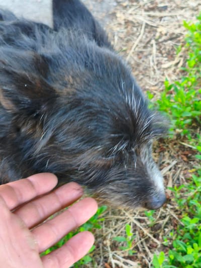 The image presents a close-up, top-down view of a dark-furred dog being petted by a human hand in an outdoor setting in Velyka Bahachka, Ukraine. The dog's fur is primarily black and dark brown, appearing shaggy and somewhat coarse, with prominent white and grey hairs intermingled, particularly around its snout and across its head. The dog's head is resting, suggesting a relaxed and calm state.

A human's left hand enters the frame from the lower-left, palm facing upwards with fingers slightly curled, appearing to gently stroke or comfort the dog's head. The hand shows minor smudges, indicative of outdoor activity.

The background consists of dry, light-brown ground cover, likely straw or dead grass, interspersed with patches of vibrant green vegetation, reinforcing the outdoor environment. The lighting is soft and even, typical of daytime without harsh direct sunlight. There is no visible text in the image. The interaction between the hand and the dog conveys a sense of quiet companionship and affection.